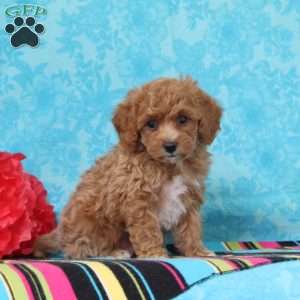 Crocus, Cavapoo Puppy